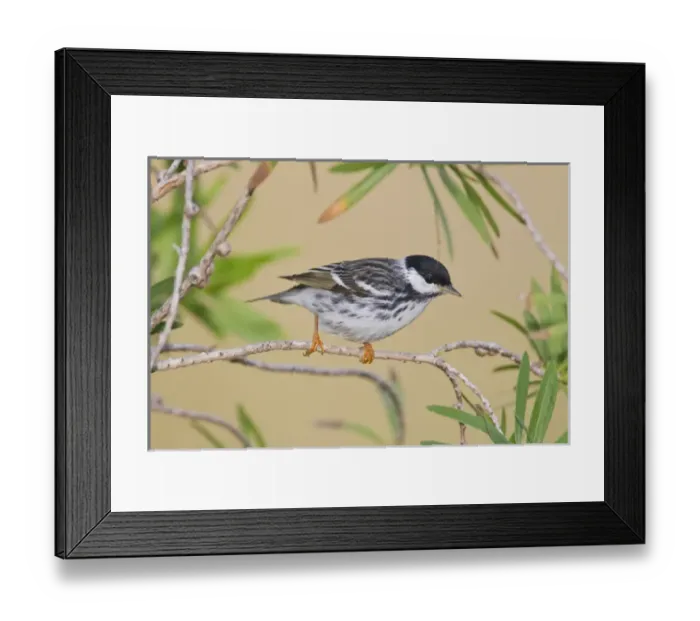 Framed Print : Blackpol Warbler (Dendroica striata) male foraging for insects, Texas coast Framed Print : Blackpol Warbler (Dendroica striata) male foraging for insects, Texas coast