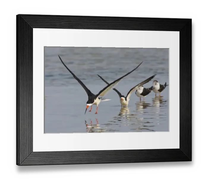 Framed Print : Black Skimmers (Rynchops niger) on the Laguna Madre, Texas, spring Framed Print : Black Skimmers (Rynchops niger) on the Laguna Madre, Texas, spring