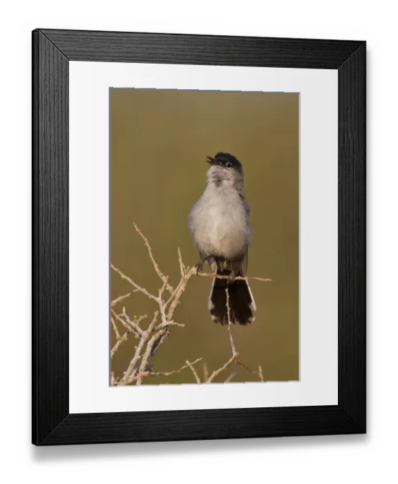 Framed Print : Black-tailed Gnatcatcher (Polioptila melanura) adult male singing on breeding territory, s Framed Print : Black-tailed Gnatcatcher (Polioptila melanura) adult male singing on breeding territory, s