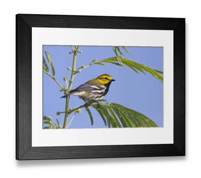 Framed Print : Black-throated Green Warbler (Dendroica virens) male perched