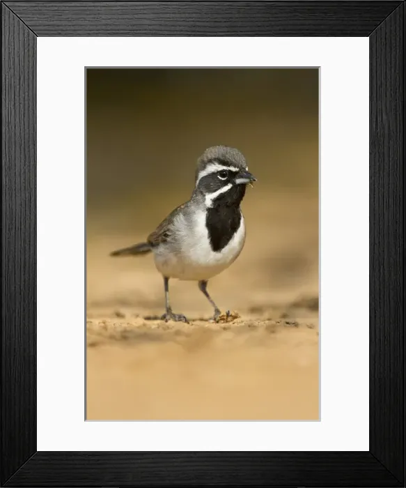Framed Print : Black-throated Sparrow (Amphispiza bilineata) adult foraging for seeds, s. Texas
