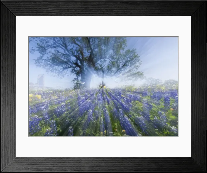 Framed Print : Texas Bluebonnets (Lupinus texensis) in bloom, central Texas, spring Framed Print : Texas Bluebonnets (Lupinus texensis) in bloom, central Texas, spring