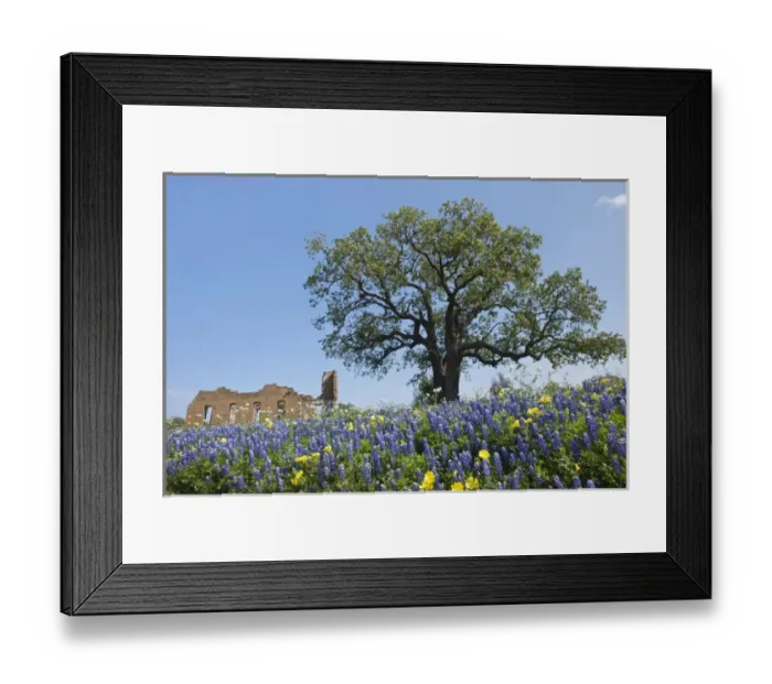 Framed Print : Texas Bluebonnets (Lupinus texensis) in bloom, central Texas, spring Framed Print : Texas Bluebonnets (Lupinus texensis) in bloom, central Texas, spring