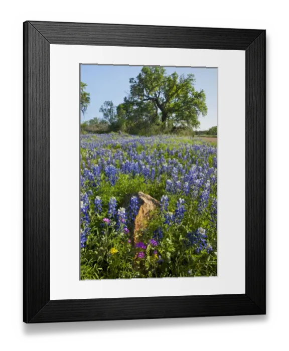 Framed Print : Texas Bluebonnets (Lupinus texensis) in bloom, central Texas, spring