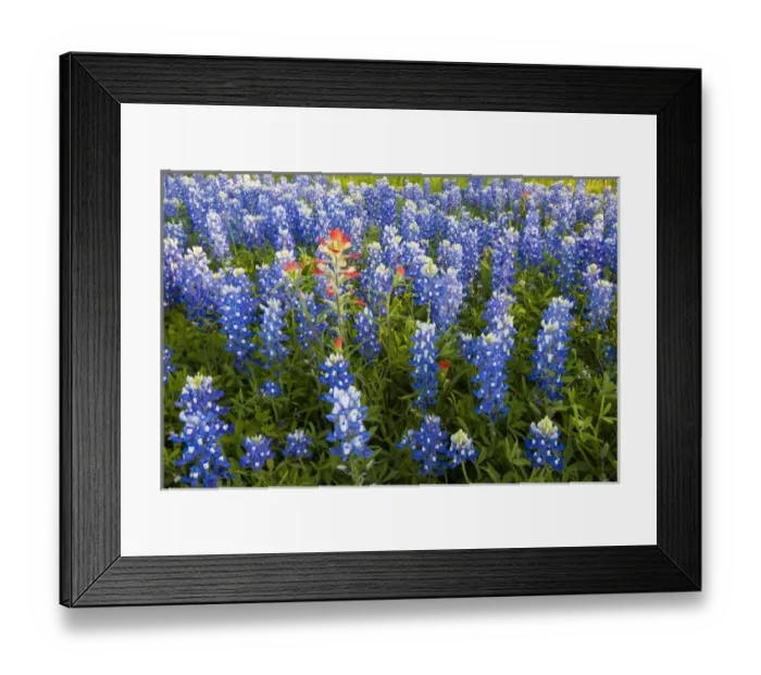 Framed Print : Texas Bluebonnets (Lupinus texensis) in bloom, central Texas, spring Framed Print : Texas Bluebonnets (Lupinus texensis) in bloom, central Texas, spring