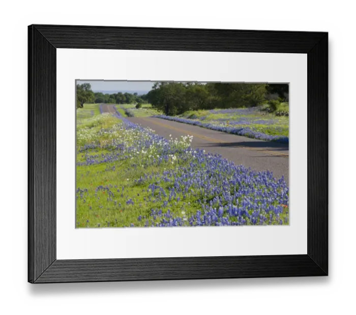 Framed Print : Texas Bluebonnets (Lupinus texensis) in bloom, central Texas, spring
