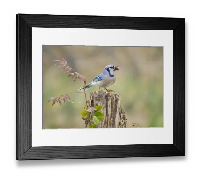 Framed Print : Bluejay (Cyanocitta cristata) adults on log with acorns, autumn, Texas Framed Print : Bluejay (Cyanocitta cristata) adults on log with acorns, autumn, Texas