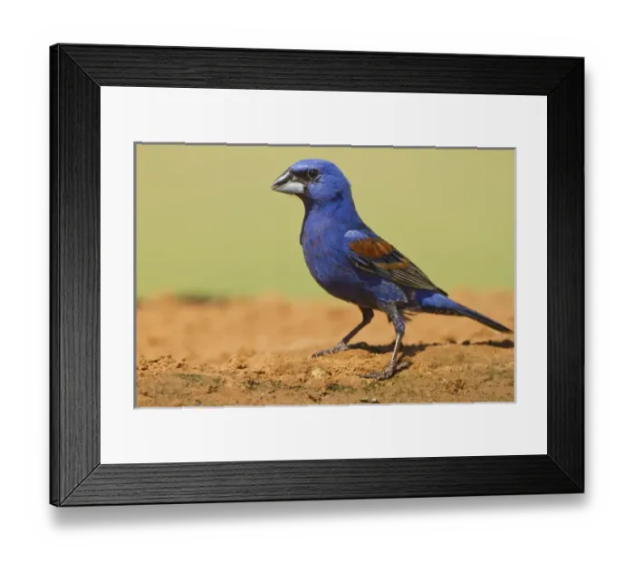 Framed Print : Blue Grosbeak (Guirana caerulea) adult male at pond, south Texas Framed Print : Blue Grosbeak (Guirana caerulea) adult male at pond, south Texas