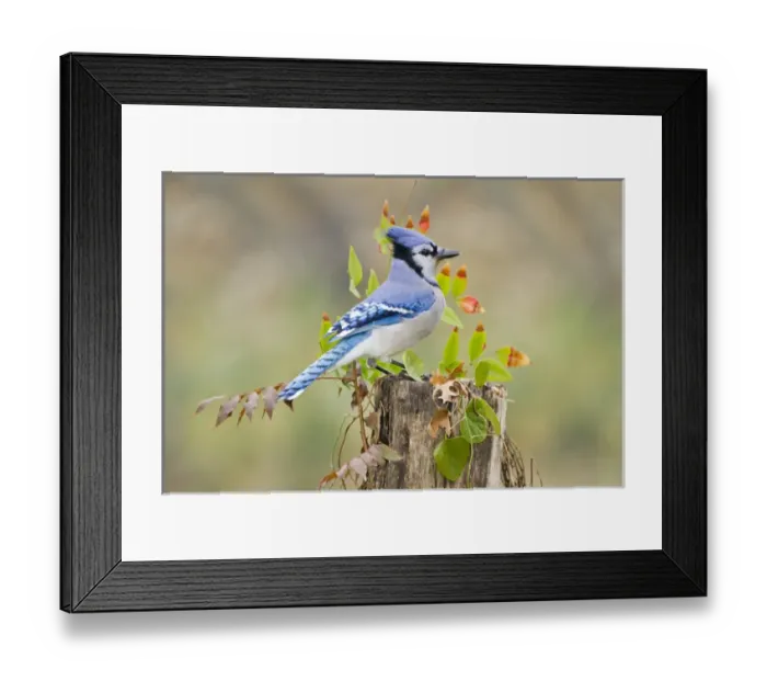 Framed Print : Bluejay (Cyanocitta cristata) adults on log with acorns, autumn, Texas Framed Print : Bluejay (Cyanocitta cristata) adults on log with acorns, autumn, Texas