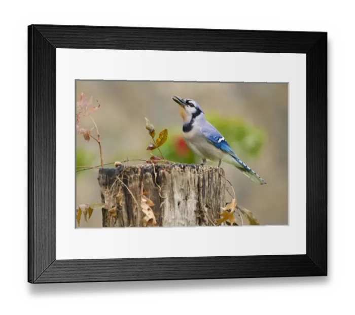 Framed Print : Bluejay (Cyanocitta cristata) adults on log with acorns, autumn, Texas