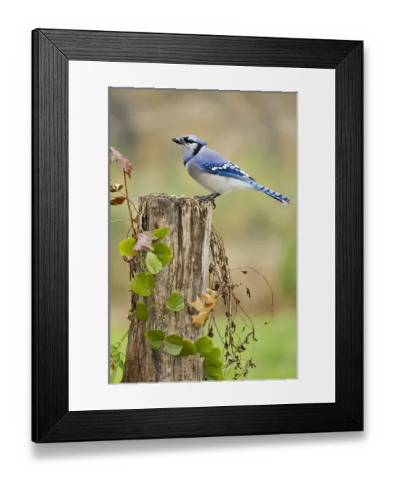 Framed Print : Bluejay (Cyanocitta cristata) adults on log with acorns, autumn, Texas Framed Print : Bluejay (Cyanocitta cristata) adults on log with acorns, autumn, Texas