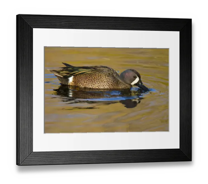 Framed Print : Blue-winged Teal (Anas discors) duck feeding in freshwater pond Framed Print : Blue-winged Teal (Anas discors) duck feeding in freshwater pond