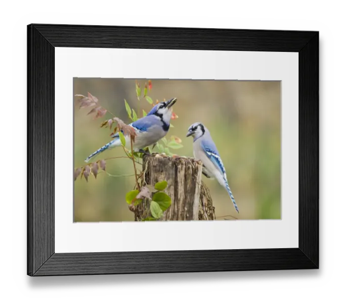 Framed Print : Bluejay (Cyanocitta cristata) adults on log with acorns, autumn, Texas Framed Print : Bluejay (Cyanocitta cristata) adults on log with acorns, autumn, Texas