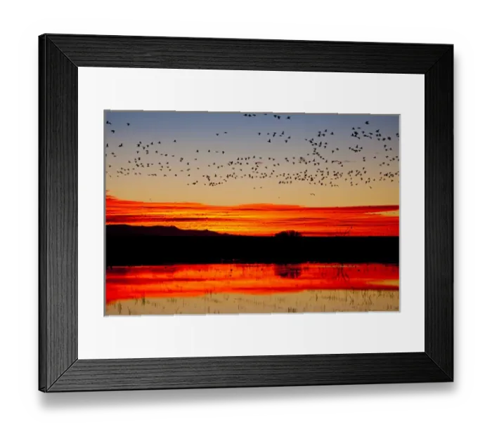 Framed Print : Waterfowl on roost at sunrise, Bosque del Apache National Wildlife Refuge, New Mexico Framed Print : Waterfowl on roost at sunrise, Bosque del Apache National Wildlife Refuge, New Mexico