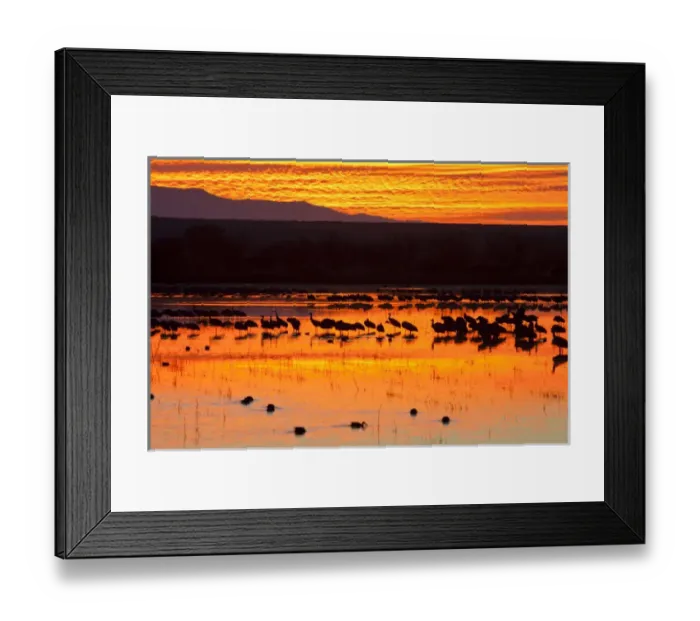 Framed Print : Waterfowl on roost at sunrise, Bosque del Apache National Wildlife Refuge, New Mexico Framed Print : Waterfowl on roost at sunrise, Bosque del Apache National Wildlife Refuge, New Mexico