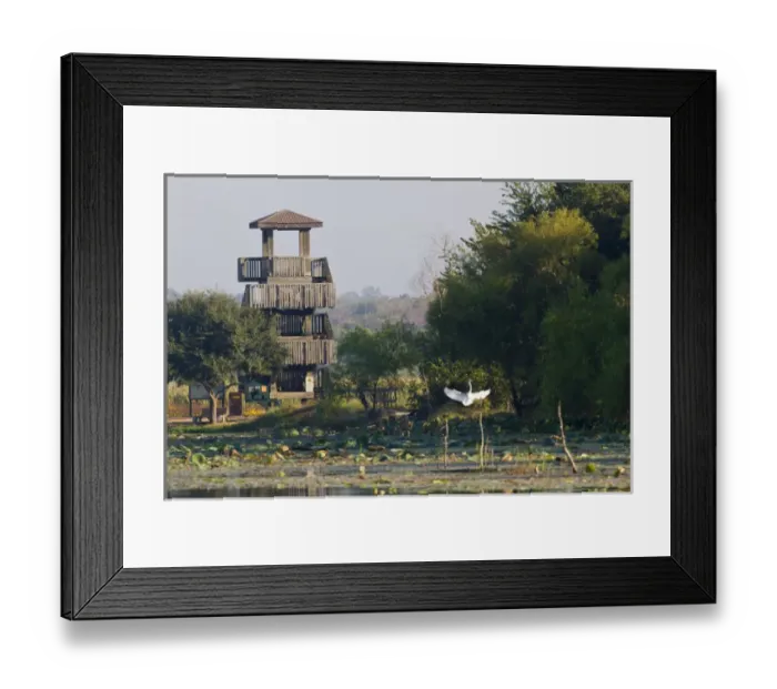 Framed Print : Brazos Bend State Park and wetlands near Houston Framed Print : Brazos Bend State Park and wetlands near Houston
