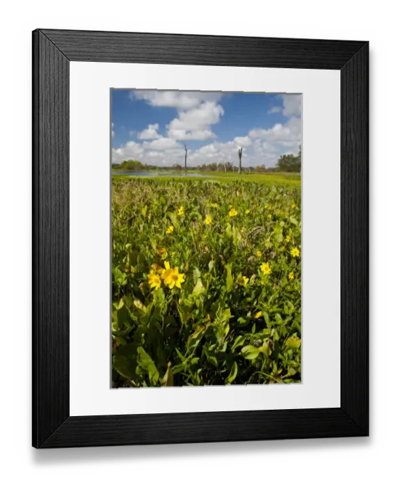 Framed Print : Wetland sunflowers and emergant aquatic flora at Brazos Bend State Park marsh, Texas