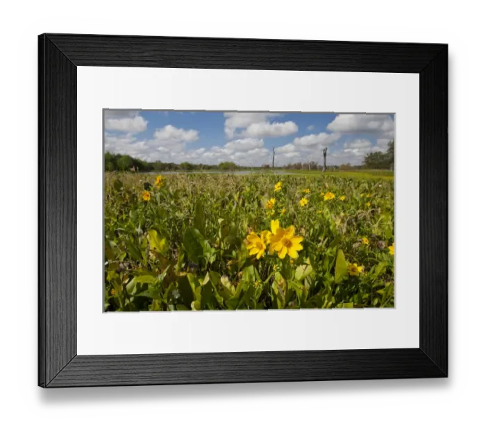 Framed Print : Wetland sunflowers and emergant aquatic flora at Brazos Bend State Park marsh, Texas Framed Print : Wetland sunflowers and emergant aquatic flora at Brazos Bend State Park marsh, Texas