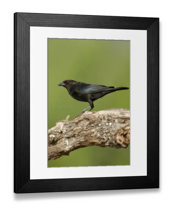 Framed Print : Bronzed Cowbird (Molothrus aeneus) perched, Texas Framed Print : Bronzed Cowbird (Molothrus aeneus) perched, Texas