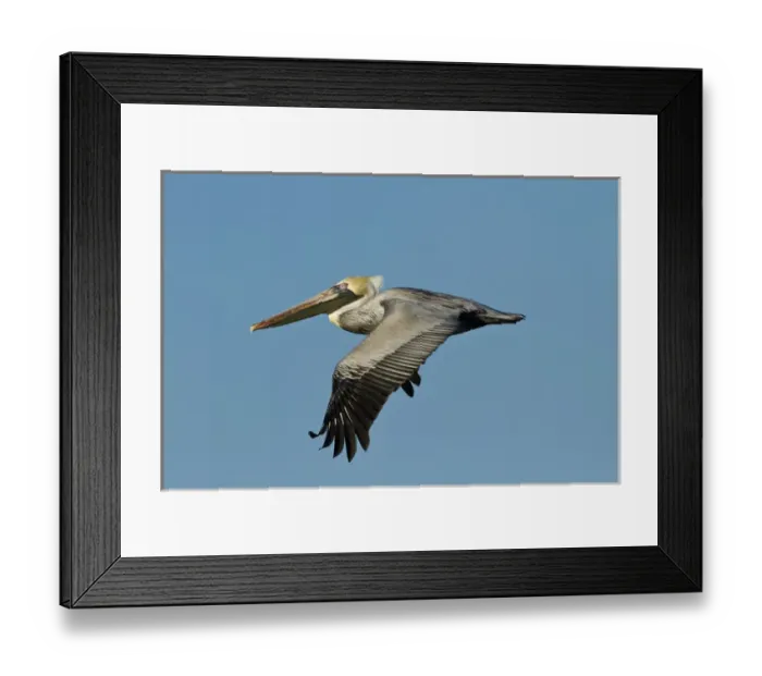 Framed Print : Brown Pelican (Pelecanus occidentalis) adult in flight, Texas coast Framed Print : Brown Pelican (Pelecanus occidentalis) adult in flight, Texas coast