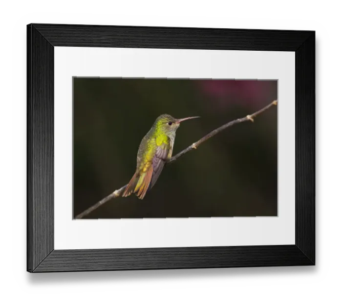 Framed Print : Buff-bellied Hummingbird (Amazilia yucatanensis) perched Framed Print : Buff-bellied Hummingbird (Amazilia yucatanensis) perched