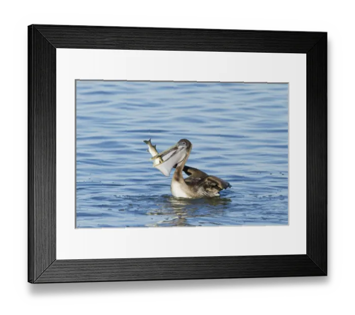 Framed Print : Brown Pelican (Pelecanus occidentalis) juvenile eating mullet in Laguna Madre, Texas Framed Print : Brown Pelican (Pelecanus occidentalis) juvenile eating mullet in Laguna Madre, Texas