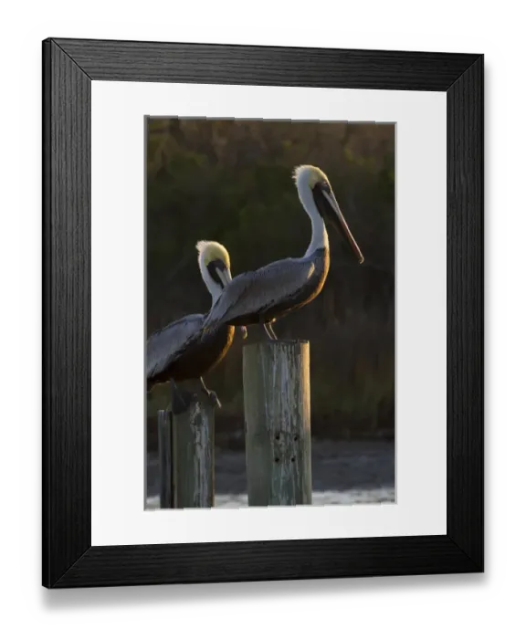 Framed Print : Brown Pelican (Pelecanus occidentalis) adults sunning on pilings in Aransas Bay, Texas Framed Print : Brown Pelican (Pelecanus occidentalis) adults sunning on pilings in Aransas Bay, Texas