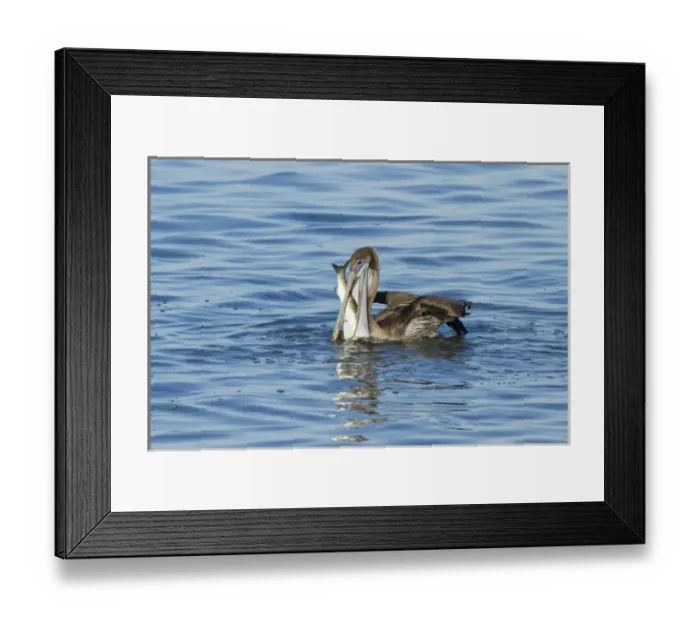 Framed Print : Brown Pelican (Pelecanus occidentalis) juvenile eating mullet in Laguna Madre, Texas