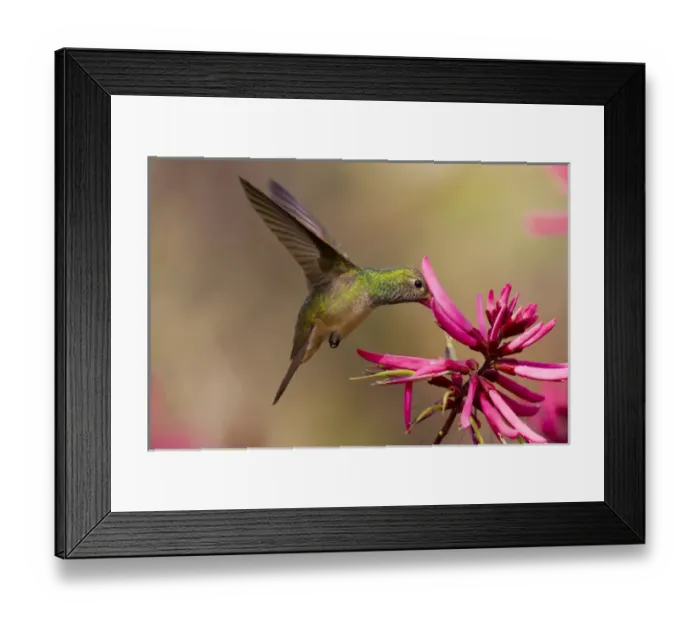 Framed Print : Buff-bellied Hummingbird (Amazilia yucatanensis) feeding at coral bean flower Framed Print : Buff-bellied Hummingbird (Amazilia yucatanensis) feeding at coral bean flower