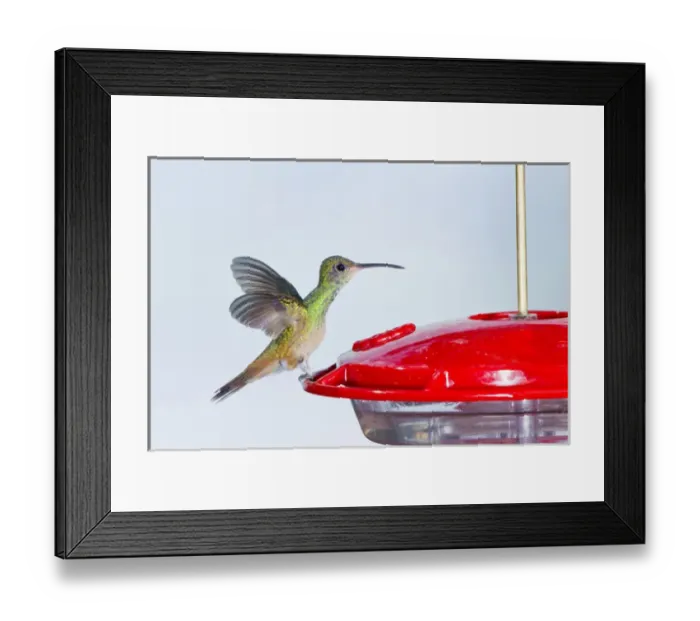 Framed Print : Buff-bellied Hummingbird (Amazilia yucatanensis) landing at feeder