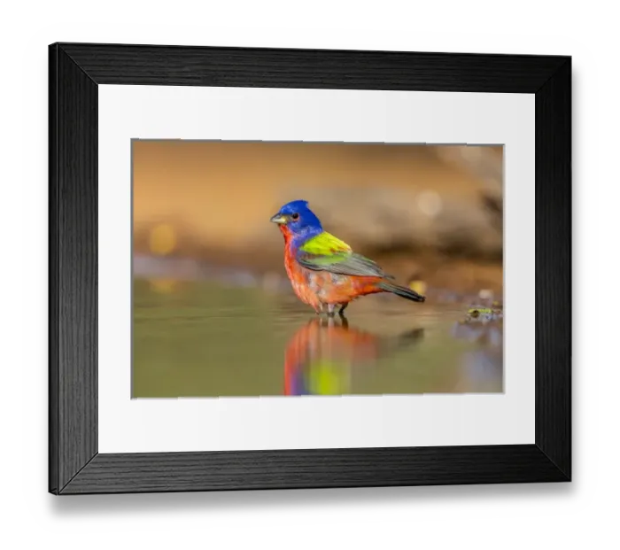 Framed Print : USA, Texas, Gatesville, Santa Clara Ranch. Male painted bunting bathing. Credit as Framed Print : USA, Texas, Gatesville, Santa Clara Ranch. Male painted bunting bathing. Credit as