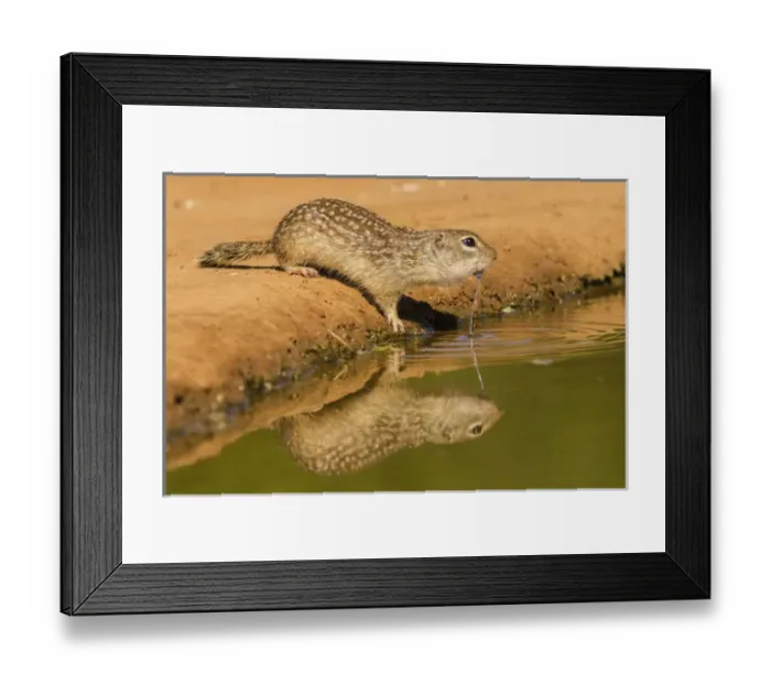 Framed Print : USA, Texas, Hidalgo County. Mexican ground squirrel drinking Framed Print : USA, Texas, Hidalgo County. Mexican ground squirrel drinking