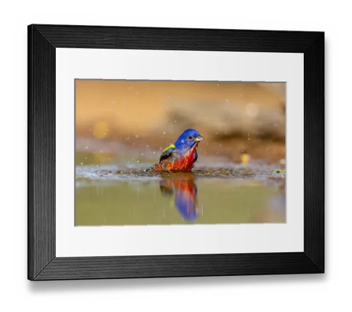 Framed Print : USA, Texas, Gatesville, Santa Clara Ranch. Male painted bunting bathing. Credit as Framed Print : USA, Texas, Gatesville, Santa Clara Ranch. Male painted bunting bathing. Credit as