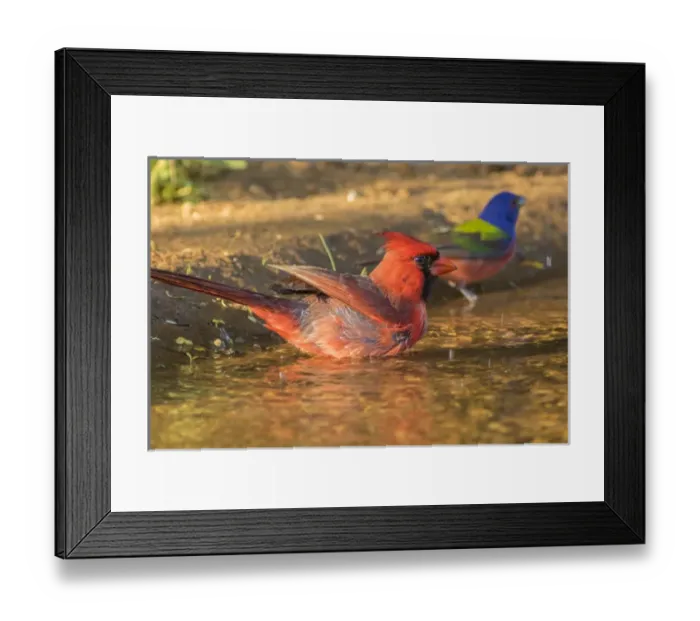 Framed Print : USA, Texas, Hidalgo County. Male cardinal and painted bunting