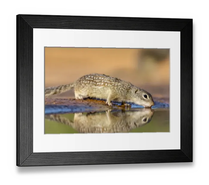 Framed Print : USA, Texas, Gatesville, Santa Clara Ranch. Mexican ground squirrel drinking. Credit as Framed Print : USA, Texas, Gatesville, Santa Clara Ranch. Mexican ground squirrel drinking. Credit as