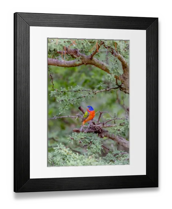 Framed Print : USA, Texas, Gatesville, Santa Clara Ranch. Male painted bunting in tree. Credit as