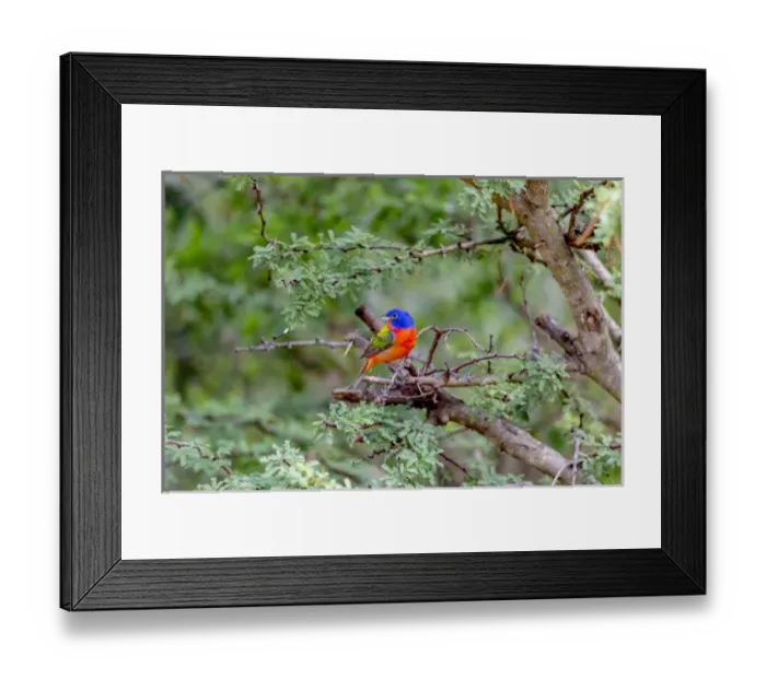 Framed Print : USA, Texas, Gatesville, Santa Clara Ranch. Male painted bunting in tree. Credit as Framed Print : USA, Texas, Gatesville, Santa Clara Ranch. Male painted bunting in tree. Credit as