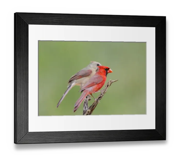Framed Print : USA, Texas, Gatesville, Santa Clara Ranch. Male and female northern cardinals on branch Framed Print : USA, Texas, Gatesville, Santa Clara Ranch. Male and female northern cardinals on branch