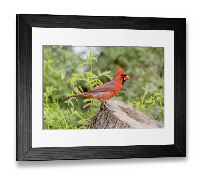 Framed Print : USA, Texas, Gatesville, Santa Clara Ranch. Male northern cardinal on stump. Credit as Framed Print : USA, Texas, Gatesville, Santa Clara Ranch. Male northern cardinal on stump. Credit as