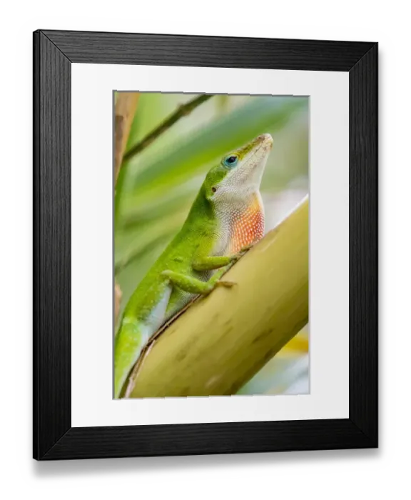 Framed Print : USA, Texas, Sabal Palm Sanctuary. Male green anole on plant