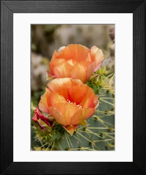 Framed Print : USA, Texas, Boca Chica. Prickly pear cactus in bloom Framed Print : USA, Texas, Boca Chica. Prickly pear cactus in bloom