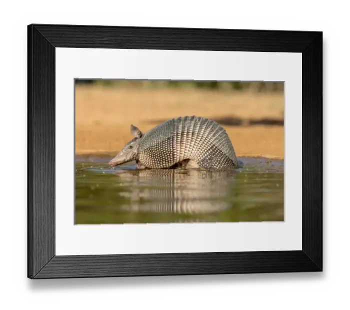 Framed Print : USA, Texas, Gatesville, Santa Clara Ranch. Nine-banded armadillo drinking. Credit as
