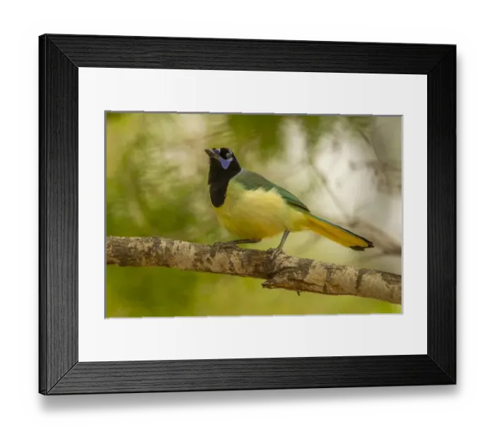 Framed Print : USA, Texas, Hidalgo County. Close-up of green jay on limb Framed Print : USA, Texas, Hidalgo County. Close-up of green jay on limb
