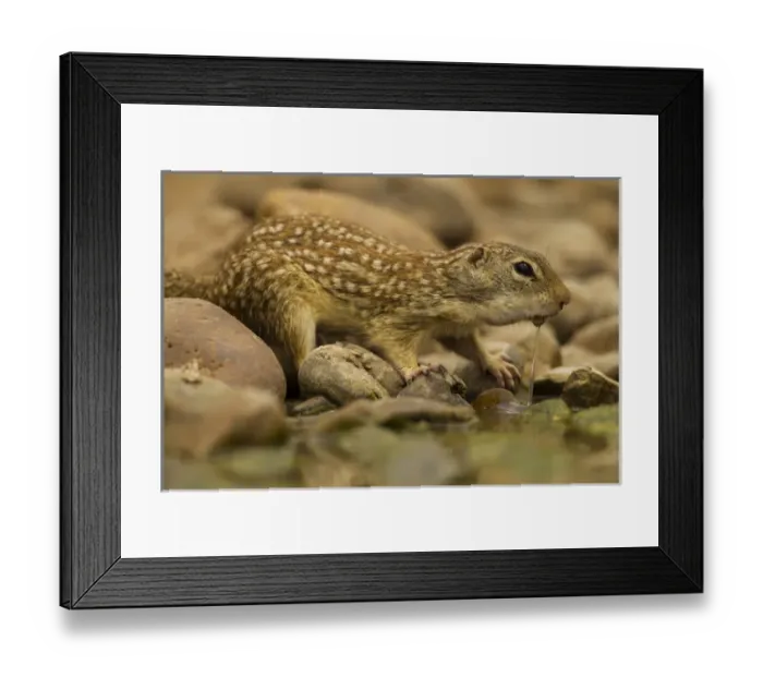 Framed Print : USA, Texas, Hidalgo County. Mexican ground squirrel drinking