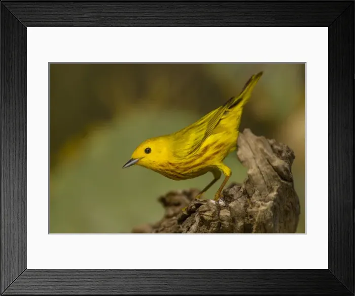 Framed Print : USA, Texas, Hidalgo County. Close-up of yellow warbler on log