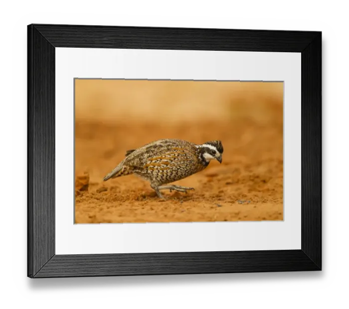 Framed Print : USA, Texas, Hidalgo County. Male bobwhite scratching in dirt