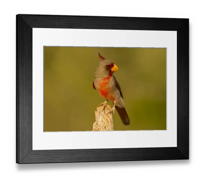 Framed Print : USA, Texas, Hidalgo County. Close-up of male pyrrhuloxia on stump Framed Print : USA, Texas, Hidalgo County. Close-up of male pyrrhuloxia on stump