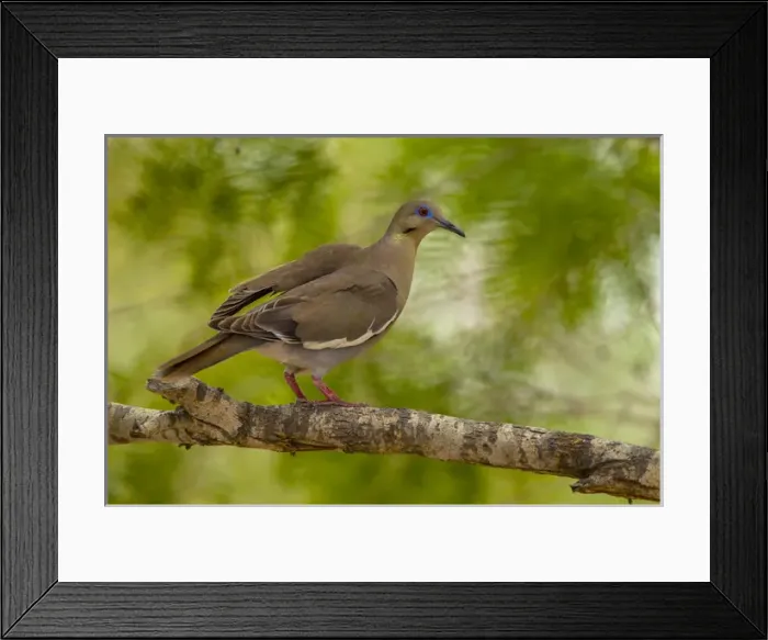 Framed Print : USA, Texas, Hidalgo County. White-winged dove on limb