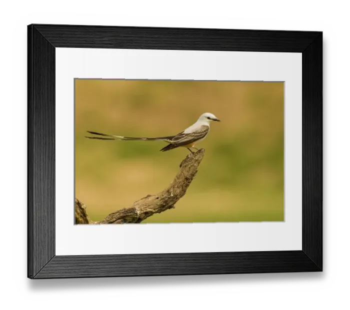 Framed Print : USA, Texas, Hidalgo County. Scissor-tailed flycatcher on limb Framed Print : USA, Texas, Hidalgo County. Scissor-tailed flycatcher on limb
