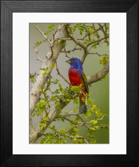 Framed Print : USA, Texas, Hidalgo County. Male painted bunting in thorny tree Framed Print : USA, Texas, Hidalgo County. Male painted bunting in thorny tree